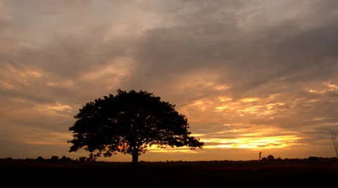 Big tree on the meadow after sunset. Stock Footage 53856719