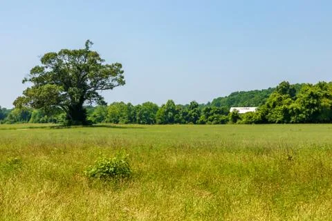 Big tree in a meadow with a barn in the background Stock Photos