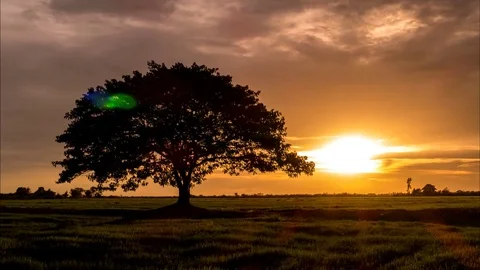 Big tree in the meadow. Video stock 74701362