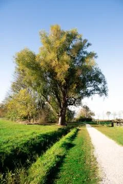 Big tree in the meadow Stock Photos
