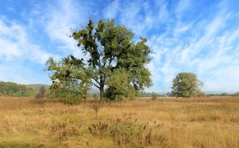 Big tree on meadow Stock Photos