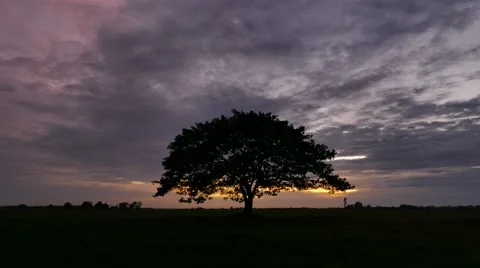 Big tree on the meadow at sunset. Stock Footage 52372012