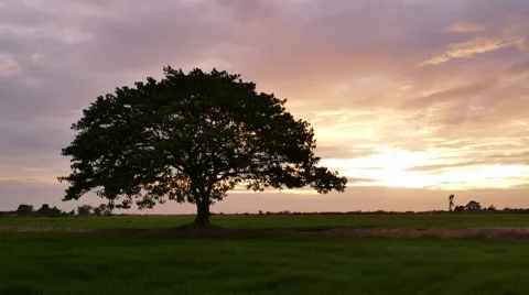Big tree on the meadow at sunset. Stock-Footage 52372193