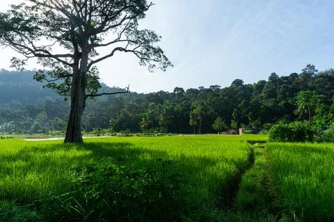 Big tree in the middle of beautiful rice fields Stock Photos