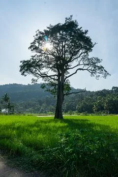 Big tree in the middle of beautiful rice fields Stock Photos