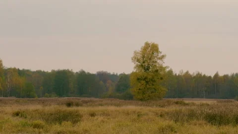 Big tree in the middle of the field, autumn Europe Stock Footage 228428815