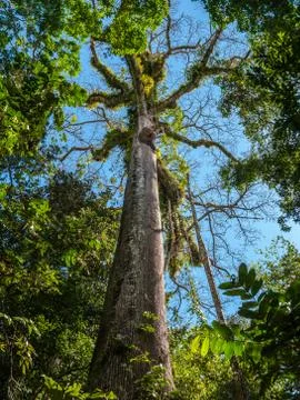Big tree in the middle of the forest Stock Photos