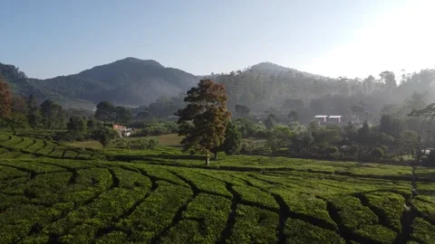 A big tree in the middle of tea garden Video stock 244691718
