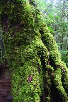 Big tree with moss Stock Photos
