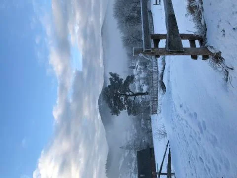 Big tree in the mountains in winter 写真素材