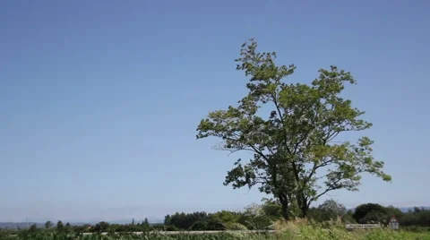 Big tree moved by the wind in a sunny day Видео 47994564