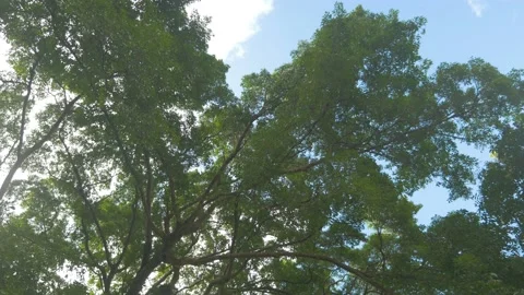 A big tree moving in the wind with its green leaves, in the Philippines Stock Footage 235523213