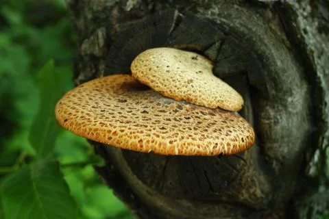 Big tree mushroom Stockfoto's