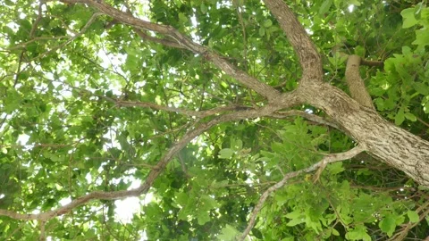 Big tree in nature Stock Footage 152548804