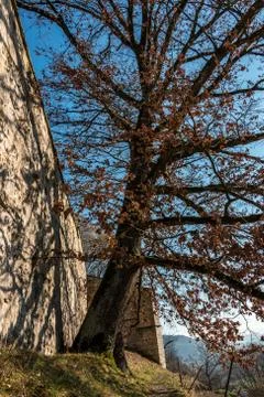 Big tree next to the high walls of a historical building Stock Photos