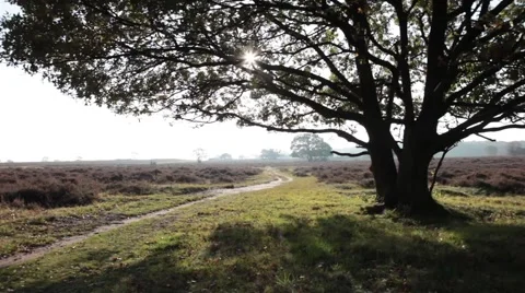 Big tree next to a small path Stock Footage 60640593