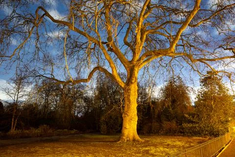 Big tree in the night 写真素材