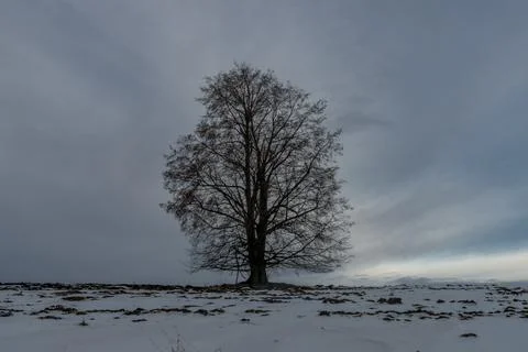 Big tree with no leafs on big snowy field with frosty soil Stock Photos