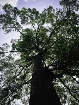 Big tree with old trunk and green leaves plenty around and bright sky 库存照片