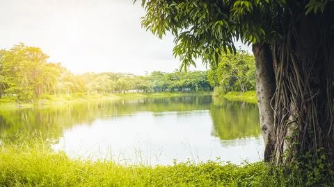 A big tree in the park and a puddle in the middle on sunny days Stock Photos