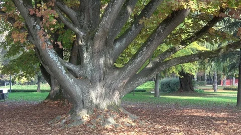 Big tree in the park in autumn Stock Footage 97151344