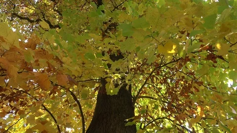 Big tree in the park in autumn Stock Footage 97688371