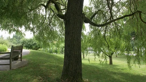 Big Tree in a Park Stockbeeldmateriaal 91126094