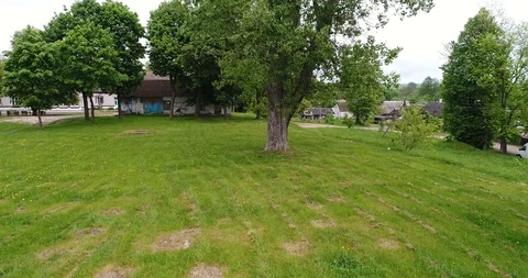 Big tree in the park Stock Footage 91174472