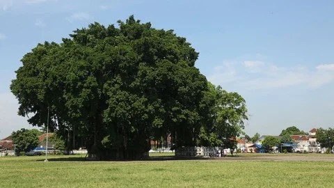 Big Tree in Park Video stock 127372246
