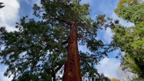 Big tree in the park Stock Footage 194125889