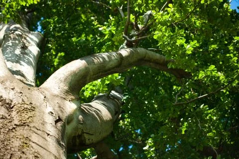 Big tree in the park Foto stock