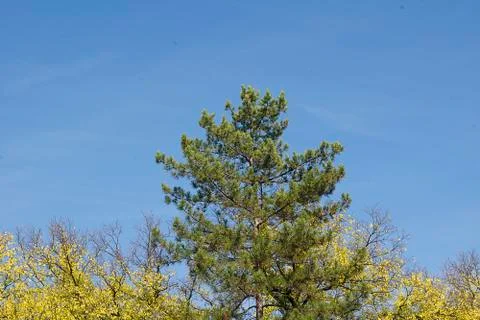 Big tree in park Foto stock