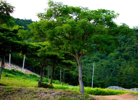 A big tree in the park 库存照片