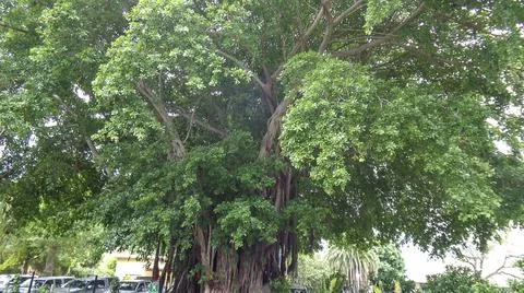 A big tree in park Stock Photos