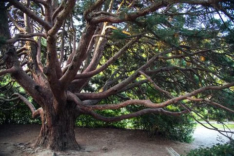 The big tree in the park Stock Photos
