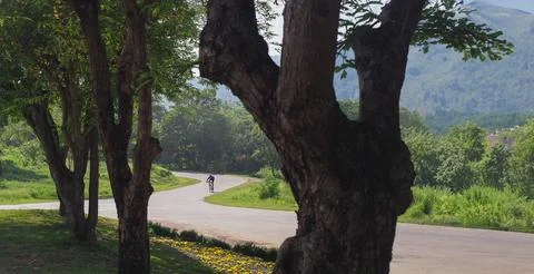 Big tree in the park 스톡 사진