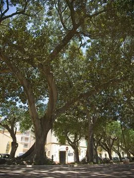 Big tree in the park Stock Photos
