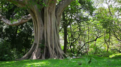 Big tree in the park. sri lanka Stockbeeldmateriaal 30480912