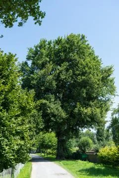 Big tree with path way next to garden colony Stock Photos