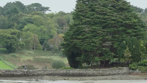 Big tree with a pedestrian walking Stock Footage 88291486