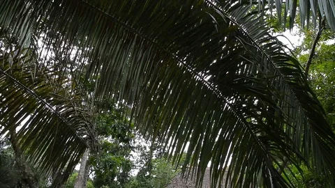 A big tree in Peru Stock Footage 103045036