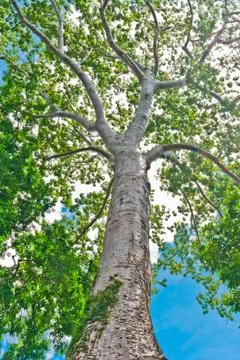 Big tree Stock Photos