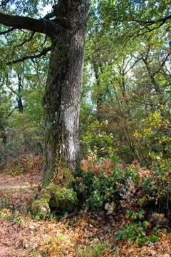 Big tree 스톡 사진