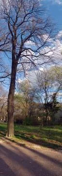 Big tree Stock Photos