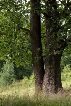 Big tree Stock Photos