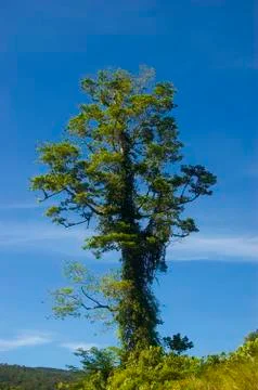 Big tree Foto stock