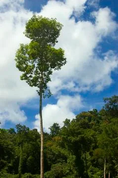 Big tree Foto stock