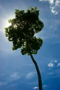 Big tree Foto stock