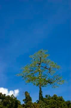 Big tree Foto stock