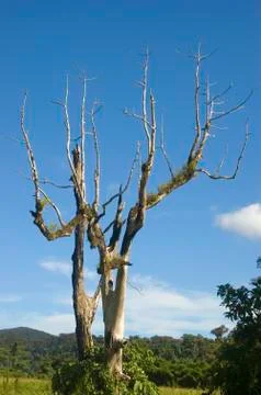 Big tree Stock Photos